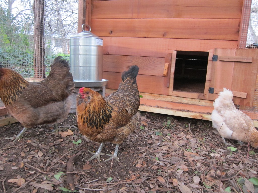 Happy Chickens Make Tasty Eggs Betty Crafter